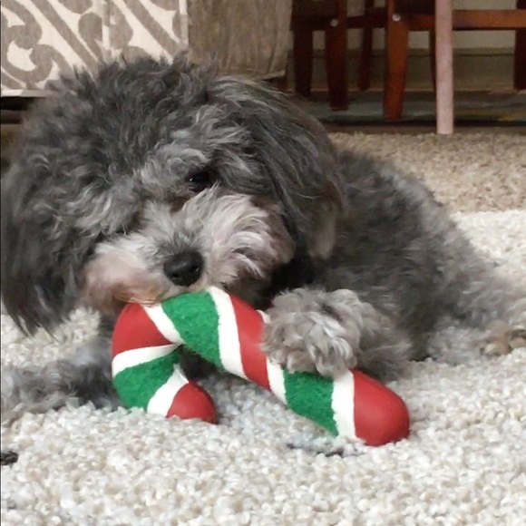 Meet your Posher, Gaby - Picture 6 of 7